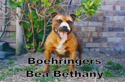 boehringers Bea bethany