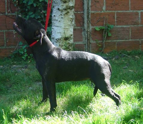 Les Staffordshire Bull Terrier de l'affixe   de l'alizée des redblacksocks