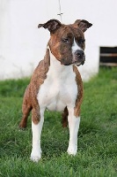 Étalon American Staffordshire Terrier - Easy dog to live de madinina forever