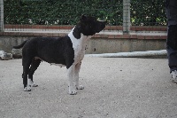 Étalon American Staffordshire Terrier - Evita de l'ambrassie des Kompystou