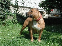 Étalon American Staffordshire Terrier - Shaina du crepuscule des  aigles