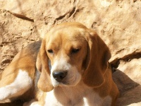 Étalon Beagle - Dubaï Des brumes de maremne