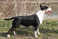 Étalon Bull Terrier - CH. Trick or treat Everybody hurts  - izzy