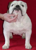Étalon Bulldog Anglais - Hihibull's Cute chubby charlie