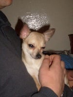 Étalon Chihuahua - Emily (Sans Affixe)