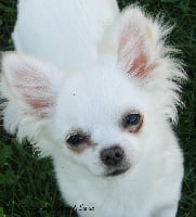 Étalon Chihuahua - CH. Froufrou de la Lumière de Sigiria