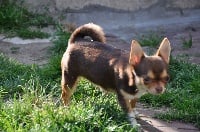 Étalon Chihuahua - Filomene Des plaines de cornouailles