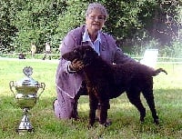 Étalon Curly Coated Retriever - Divine Du pays fort