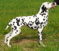 Étalon Dalmatien - les chiens de florence Voxane