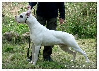 Étalon Dogo Argentino - Falcone de la Madrugada Blanca