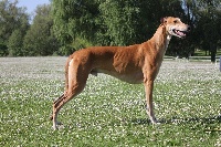Étalon Greyhound - Deux de coeur De saint colomban