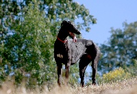 Étalon Greyhound - F'nour De Bassora