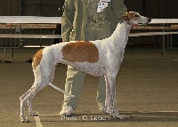 Étalon Greyhound - Chadna carpe diem De La Haultière