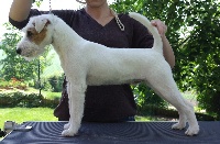 Étalon Parson Russell Terrier - Fabulous star (loulou) du Domaine du Carpé