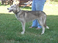 Étalon Siberian Husky - Life In Wolf's Indy