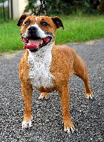Étalon Staffordshire Bull Terrier - Betty boop of gregarious staff's