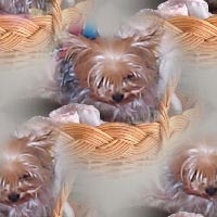 Étalon Yorkshire Terrier - Vicky de la Chataigniere