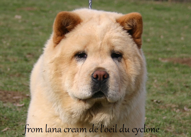 From lana cream de l'Oeil du Cyclone