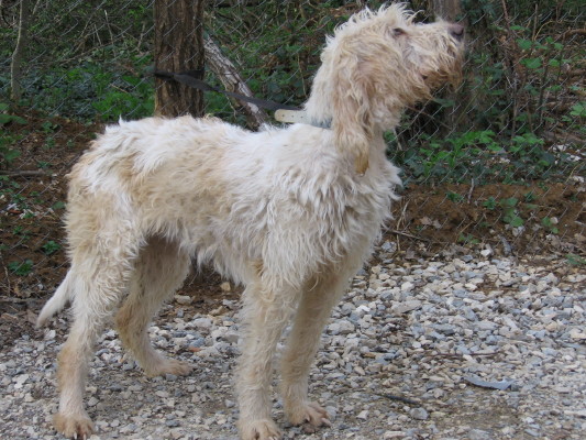 Etamine Des Echos De La Loubiere Chien De Race Toutes Races