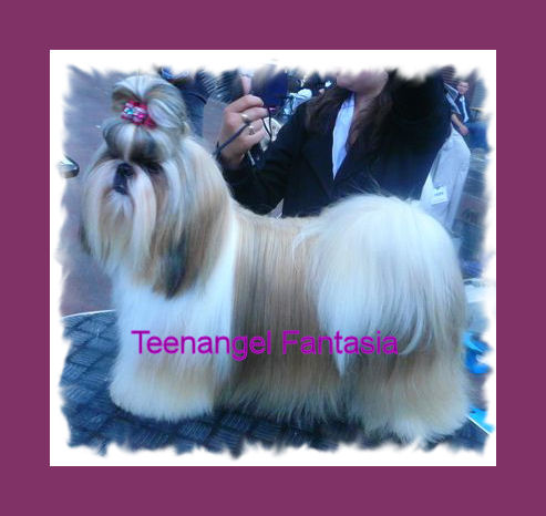 Teenangel Fantasia fashion show