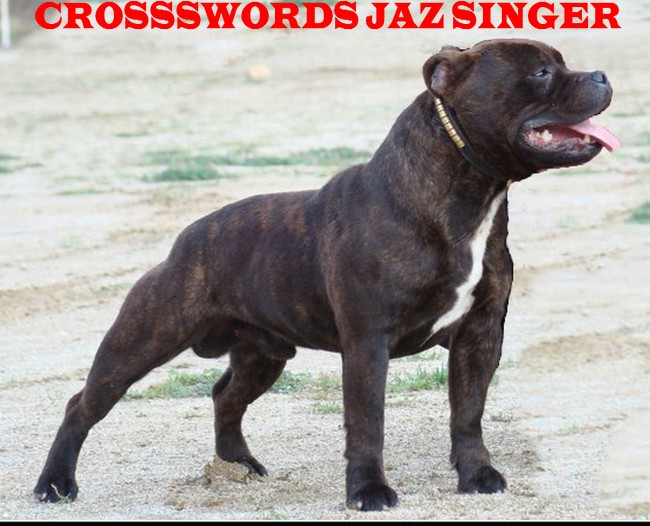 crossswords Jaz singer