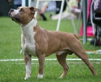 Étalon American Staffordshire Terrier - CH. Khorramshahrs Gladiator