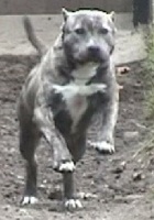 Étalon American Staffordshire Terrier - Ussame (Sans Affixe)