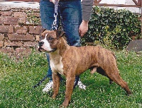 Étalon American Staffordshire Terrier - Dreamlands'dogs Cimarron