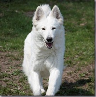 Étalon Berger Blanc Suisse - Eisha de l'ange Gardien de Faujus