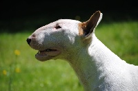 Étalon Bull Terrier - Bienchen the untitled bullterrier vom alten fritz