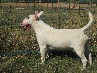 Étalon Bull Terrier - Thud and cuddles For love