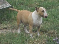 Étalon Bull Terrier - Dina of Bigbulldogzer