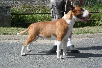 Étalon Bull Terrier - Cromwell of Tane house