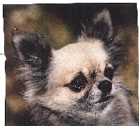 Étalon Chihuahua - CH. Elrika De l'archevault