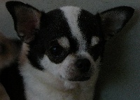 Étalon Chihuahua - Diam's du royaume des bouts de chou