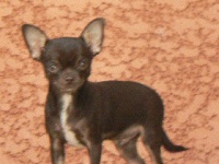 Étalon Chihuahua - helikos Choko shou men