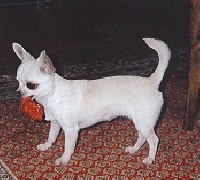 Étalon Chihuahua - CH. Jasmine De l'archevault