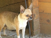 Étalon Chihuahua - Lady gaga Wels Dogomania