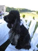Étalon Cocker Spaniel Anglais - Ultim de l'eau qui bruit