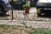 Étalon Jack Russell Terrier - Falbala De la roche turpin
