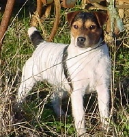 Étalon Jack Russell Terrier - Alizette Des halliers de la lierre