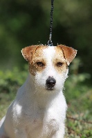 Étalon Jack Russell Terrier - First Original master's voice