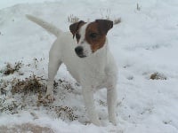 Étalon Jack Russell Terrier - Doudou De malaga