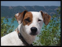 Étalon Jack Russell Terrier - Endzia de la Haute Chaumiane