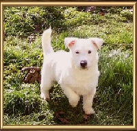 Étalon Jack Russell Terrier - Flanelle de La Haie des Copelins
