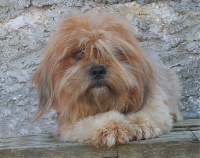Étalon Lhassa Apso - Epice de dame nature