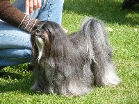 Étalon Lhassa Apso - Noriel Dixie mélody