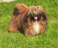 Étalon Shih Tzu - Frelon des hauts de sianne
