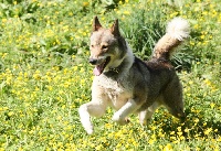 Étalon Siberian Husky - Double kex du Fur Rendez Vous
