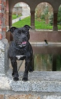 Étalon Staffordshire Bull Terrier - Diam's of madiana factory